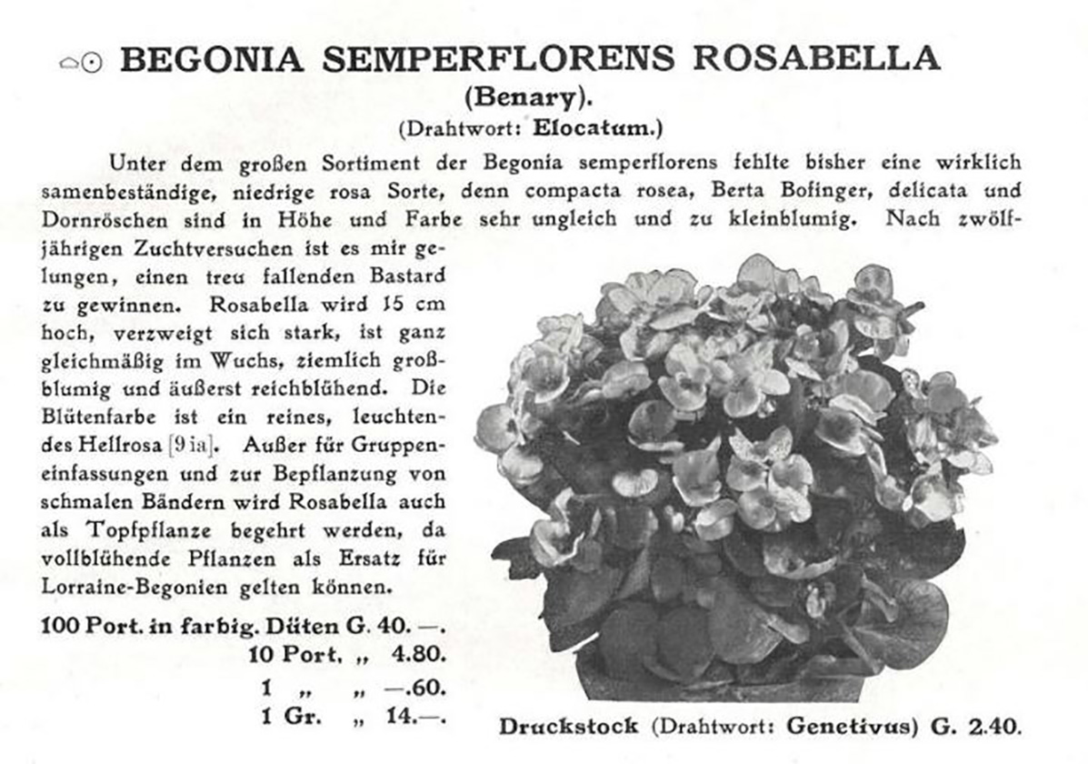 B. ‘Rosabella’